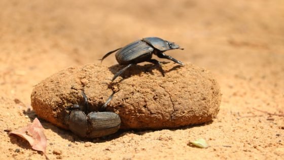 تفسير فضلات الحصان في المنام